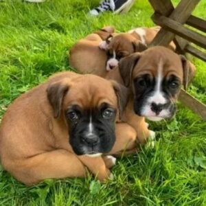 Mooie KC Pedigree Boxer-puppy’s