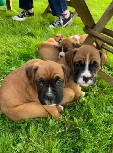 Mooie KC Pedigree Boxer-puppy’s