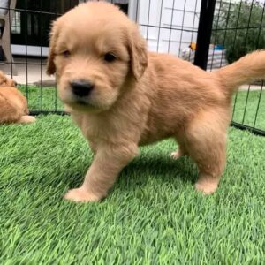 Prachtige licht golden retriever-puppy’s