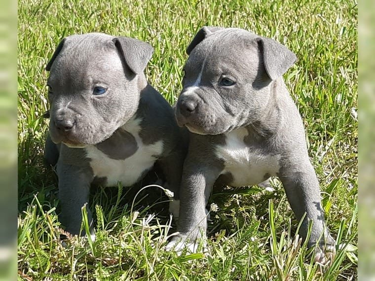 Supermooie pitbull terrier pups