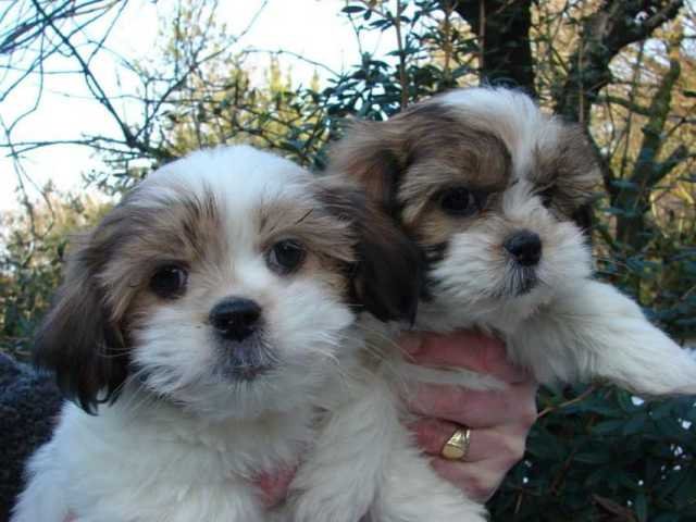 Mooie keizerlijke Shih Tzu-puppy’s.