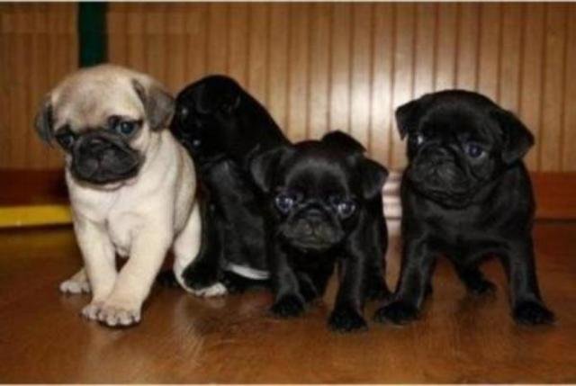 Pug puppies om weg te geven