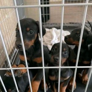 doberman getrainde puppy’s beschikbaar