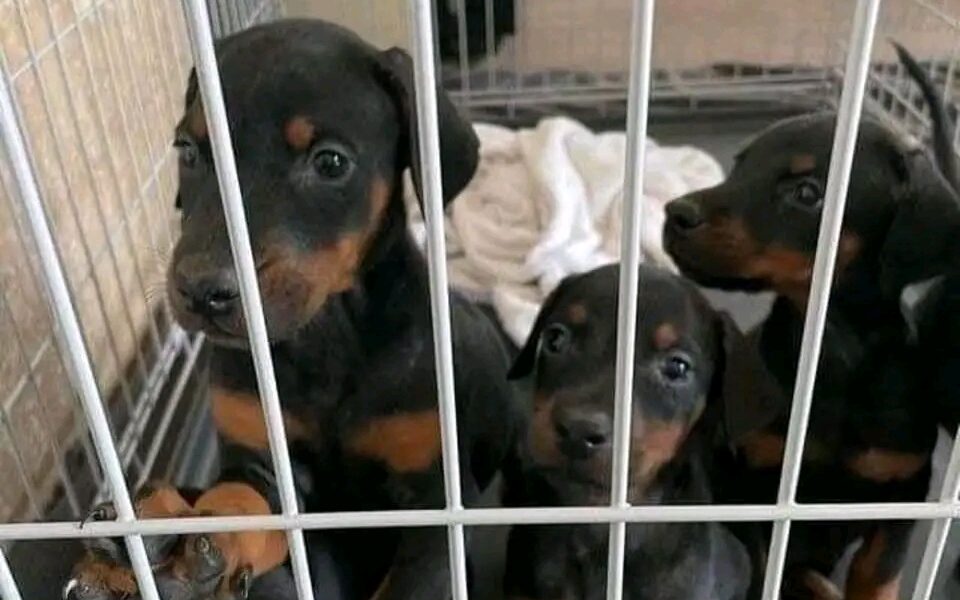 doberman getrainde puppy’s beschikbaar