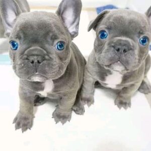 Mooie franse bulldog-puppy’s