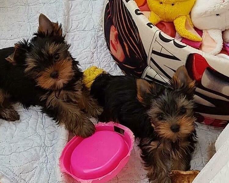 Yorkie-puppy’s beschikbaar