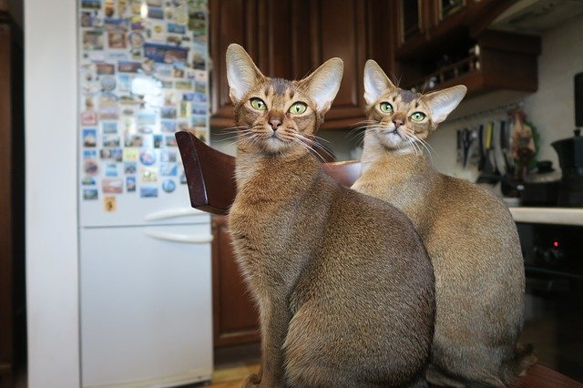 Abessijn Kittens klaar voor thuis