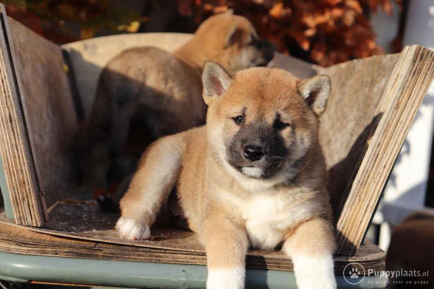 Shiba inu puppy om weg te geven