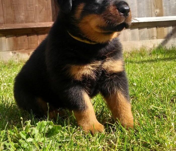 Rottweiler-puppy’s van topkwaliteit +31637889230