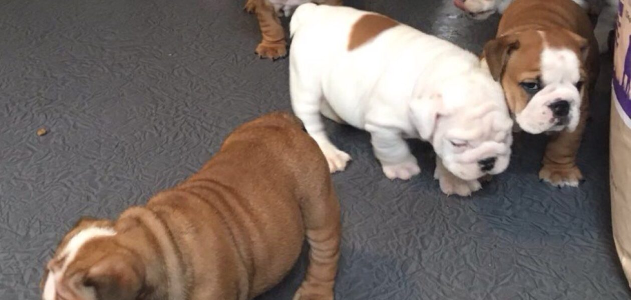 Kennel geregistreerde engelse bulldog