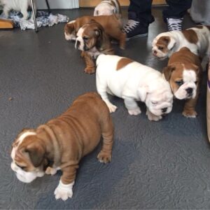 Kennel geregistreerde engelse bulldog