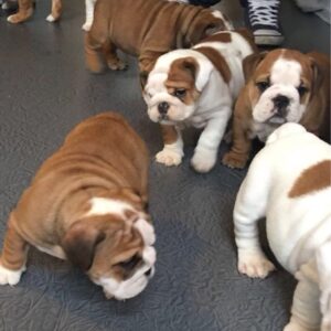 Kennel geregistreerde engelse bulldog