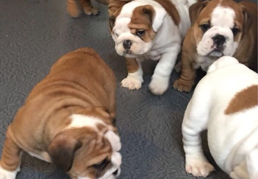 Kennel geregistreerde engelse bulldog