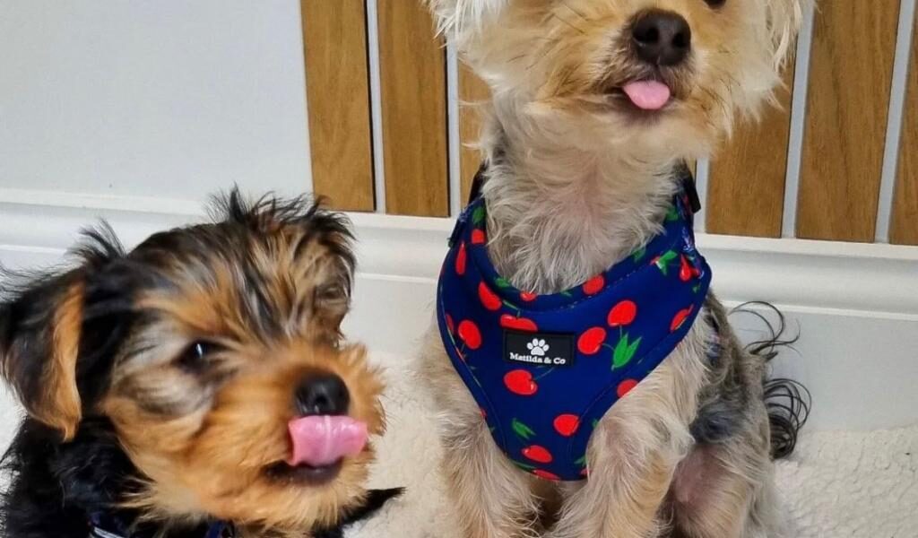 Schattige Teacup Yorkie-puppy’s +31637889230