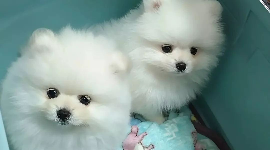 Kwaliteit pomeranian pups te koop