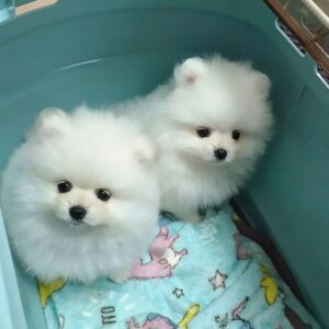 Kwaliteit pomeranian pups te koop