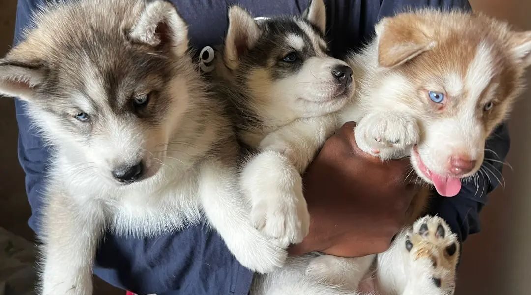 prachtige siberische husky-puppy’s