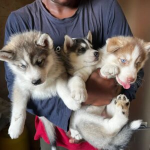 prachtige siberische husky-puppy’s