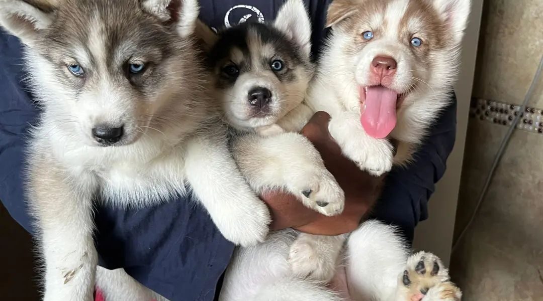 prachtige siberische husky-puppy’s