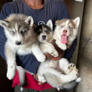 prachtige siberische husky-puppy’s