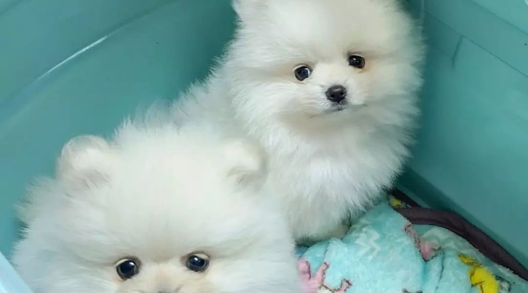 Kwaliteit pomeranian pups te koop