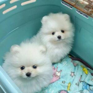 Kwaliteit pomeranian pups te koop