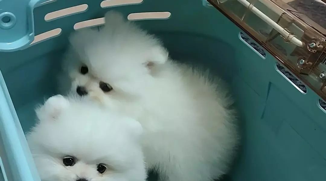 Kwaliteit pomeranian pups te koop