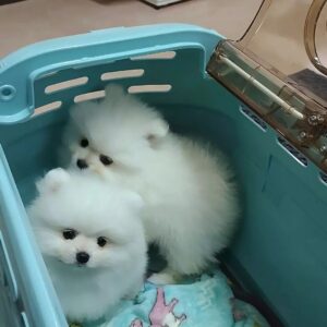 Kwaliteit pomeranian pups te koop