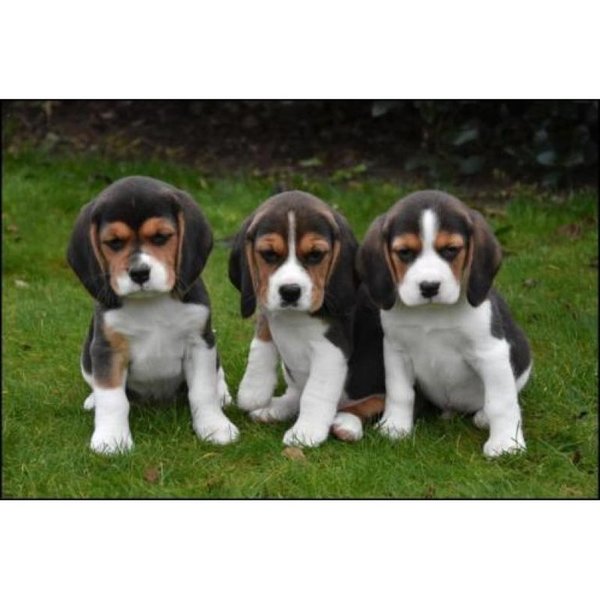 Beagle-puppy’s beschikbaar