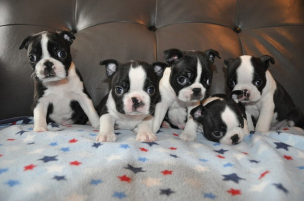 Bull terrier pups