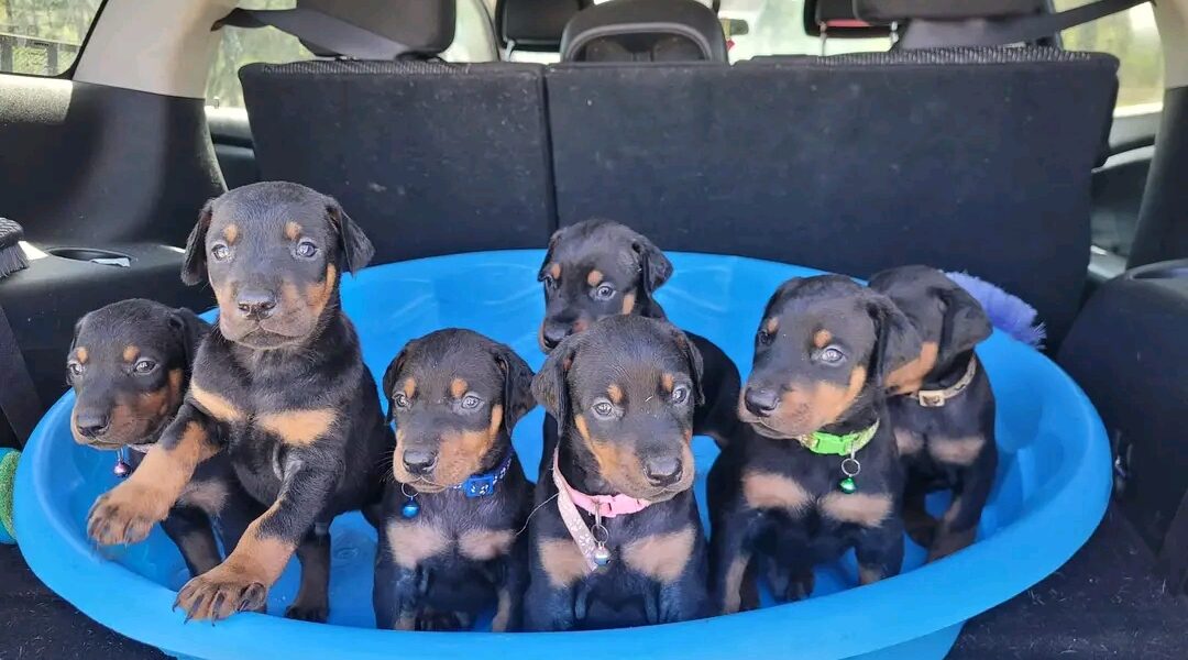 doberman getrainde puppy’s beschikbaar