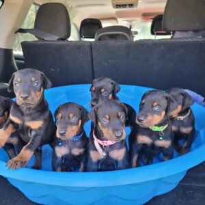 doberman getrainde puppy’s beschikbaar