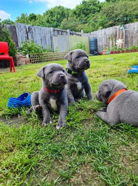 Blauwe Staffordshire Bull Terrier-pups