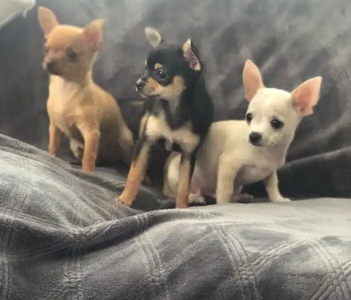 Mooie chihuahua-puppy’s