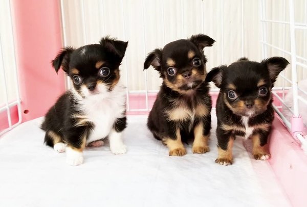 Chihuahua pup te koop