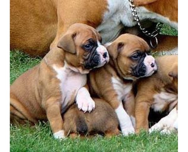 Boxerpups beschikbaar