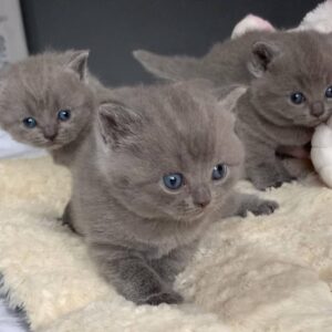 Britse Korthaar/Scottish Fold Blauw en Lilac kitten