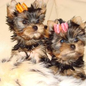 Yorkshire Terrier-puppy’s te koop