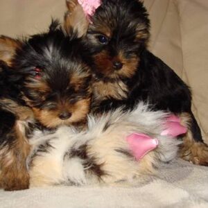 Yorkshire Terrier-puppy’s te koop