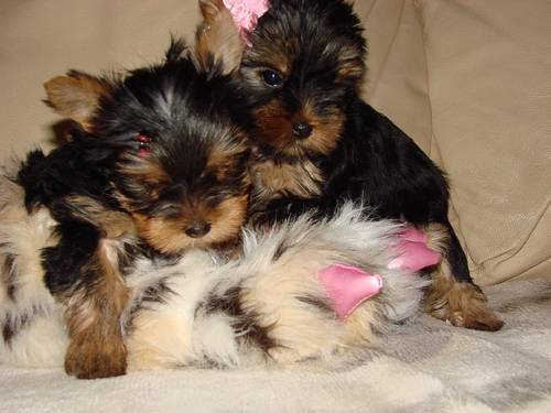 Yorkshire Terrier-puppy’s te koop