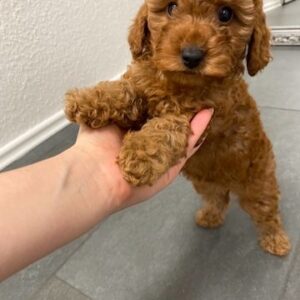 Zuivere Rode Pedigree Toy Poodle-puppy’s