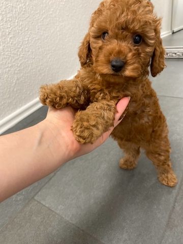 Zuivere Rode Pedigree Toy Poodle-puppy’s