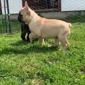 Franse Bulldog-puppy’s