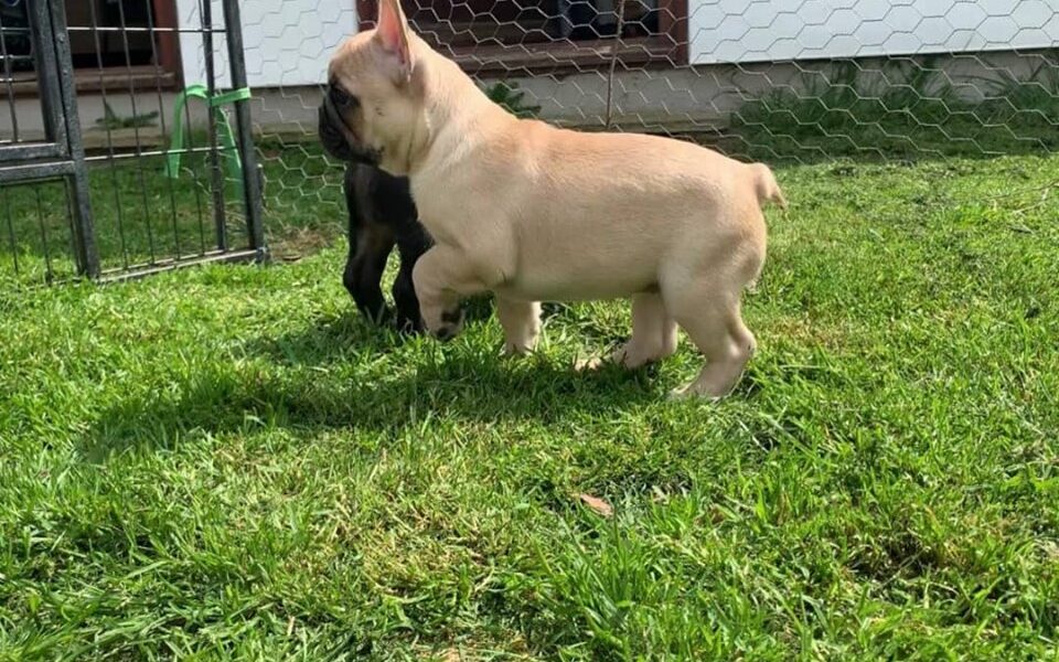 Franse Bulldog-puppy’s