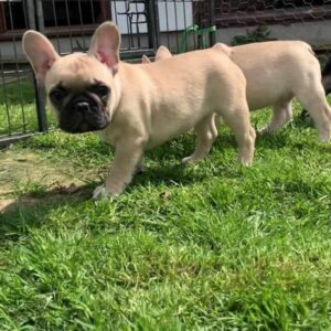 Franse Bulldog-puppy’s