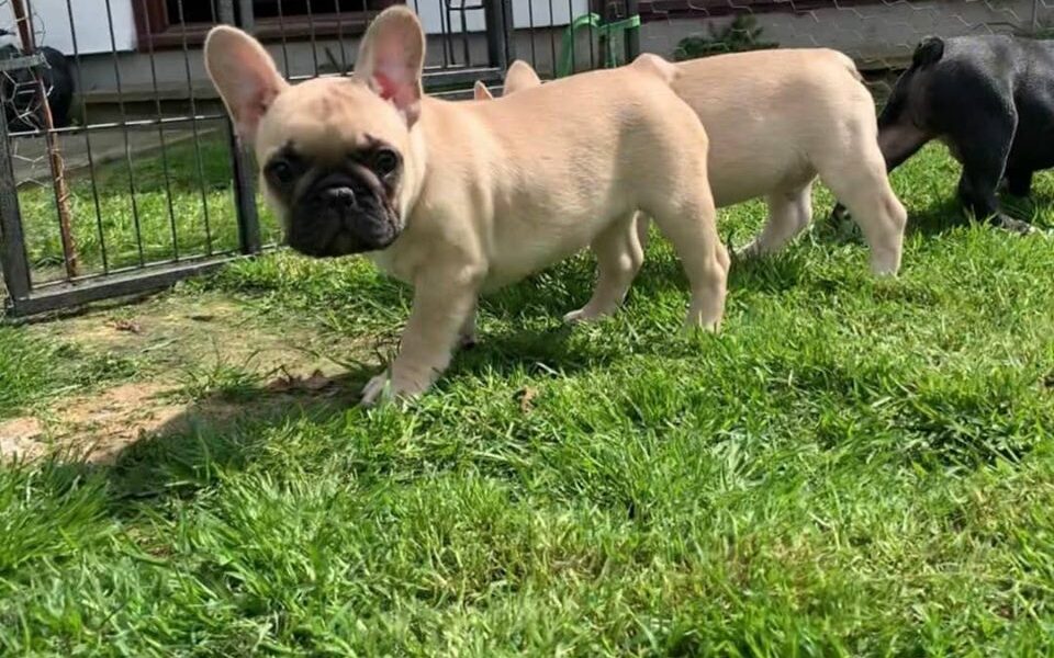 Franse Bulldog-puppy’s