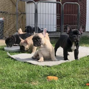 Franse Bulldog-puppy’s