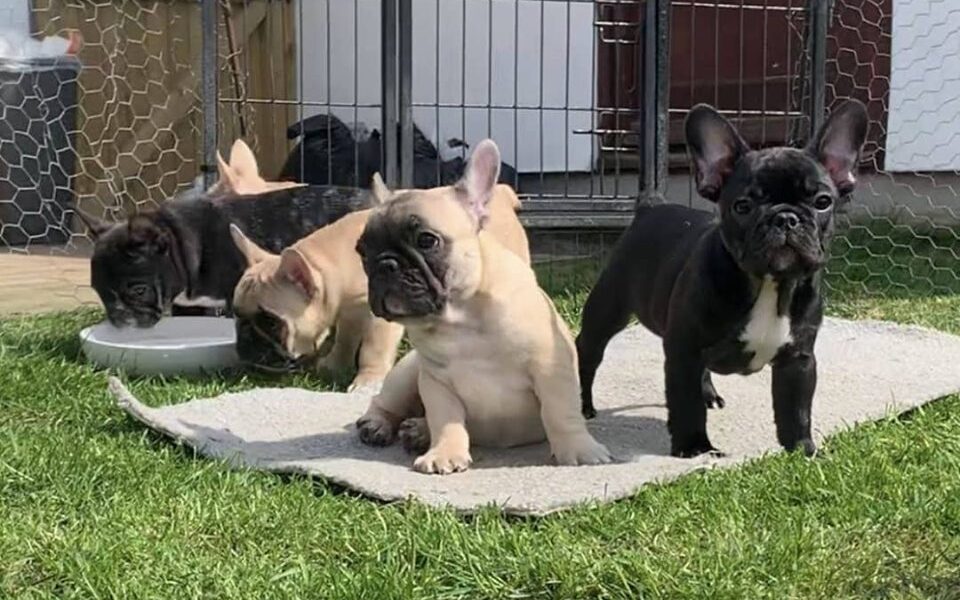 Franse Bulldog-puppy’s