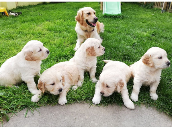 Golden Retriever-pups te koop