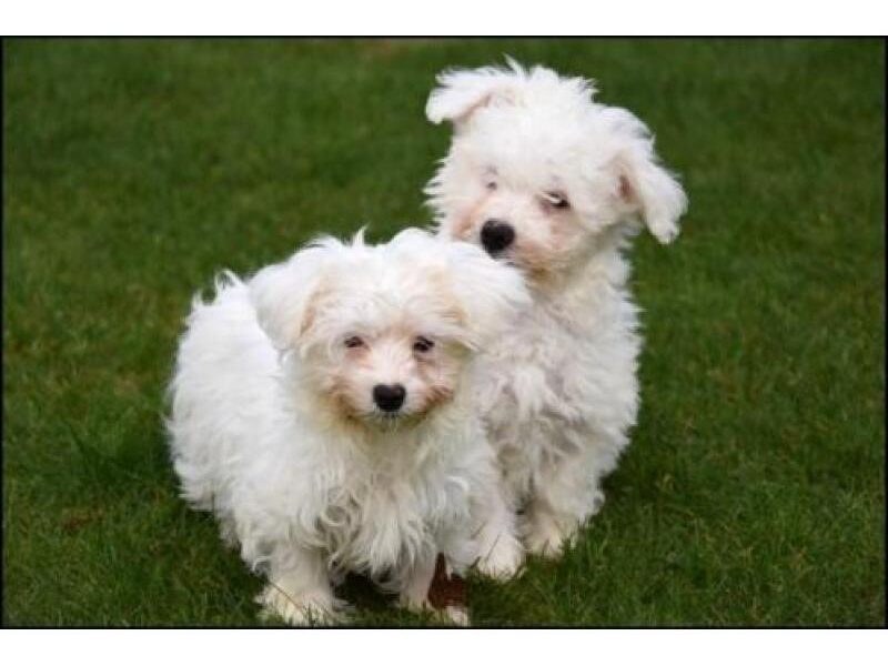 Prachtige Bichon Frise-puppy’s,